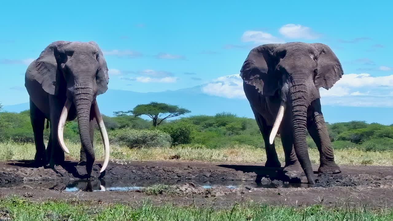 Two huge tuskers stand by a watering hole with Mount Kilimanjaro behind them