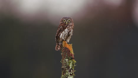 little owl perched on a tree stump in the rain