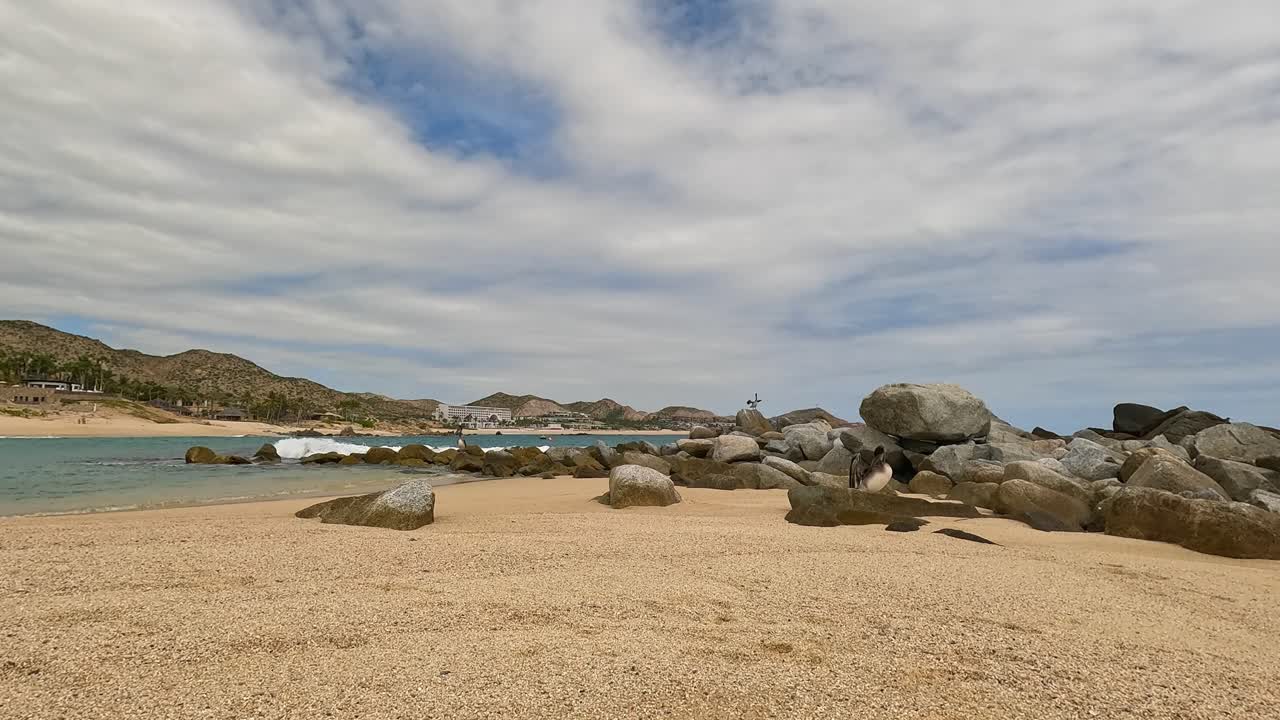 Timelapse of some pelican on a beautiful beach in Cabo San Lucas Mexico