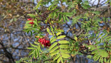 Mountain Ash, or Rowan berries blow in autumn breeze, close up view