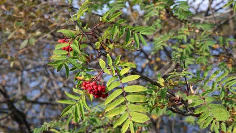 mountain ash, or rowan berries blow in autumn breeze, close up view