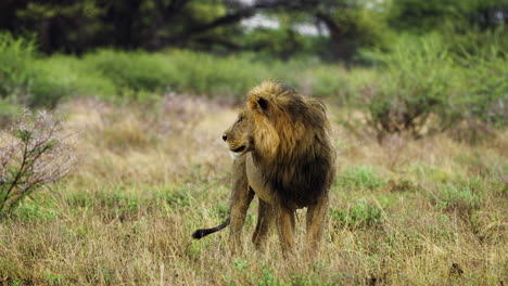 Erwachsener-Männlicher-Löwe-Blickt-Zur-Seite-Und-Steht-Auf-Einer-Wiese-Im-Zentralen-Kalahari-Wildreservat,-Botswana,-Südafrika
