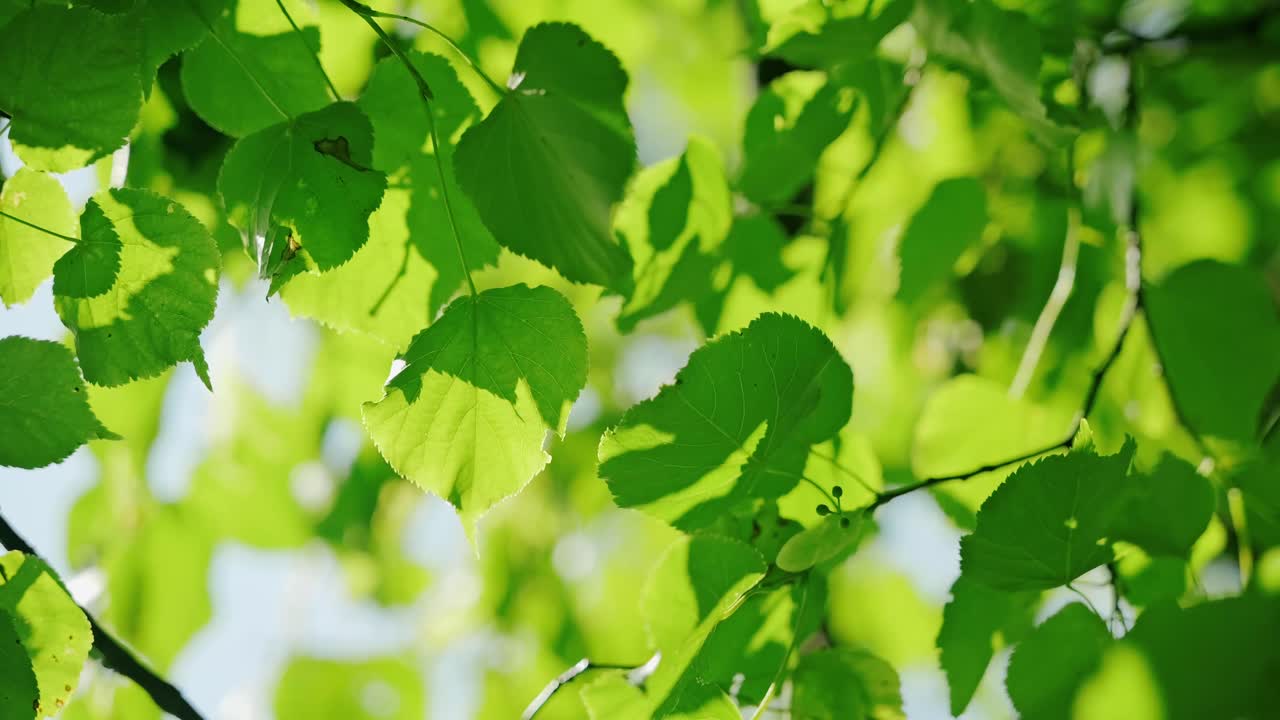 Slow motion, leaves drifting calmly as sunlight creates soft dancing shadows