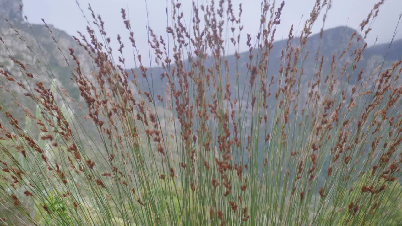 viento que sopla a través de la hierba con vistas a una montaña en un día nublado