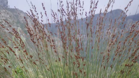 Wind-Weht-An-Einem-Bewölkten-Tag-Durch-Gras-Mit-Blick-Auf-Einen-Berg