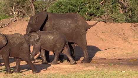 herd of elephant moving away from waterhole during summer