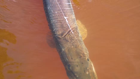 Northern-Pike-caught-on-lure-splashes-to-get-away-closeup