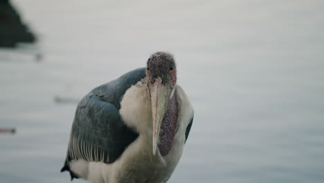 marabou storks by the lakeshore of hawassa at the fish market in hawassa, ethiopia