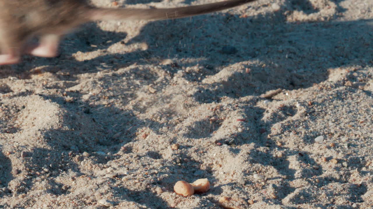 Close up of a brown rat eating scattered peanuts on sand in warm sunlight