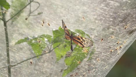 Butterfly-trying-to-escape-sticky-backlit-Amazon-communal-spider-web---tripod