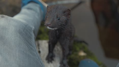 amazing close up of curious wild mink