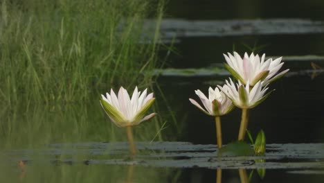 lotus flower beautiful - pond area