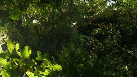 raindrops falling in lush jungle