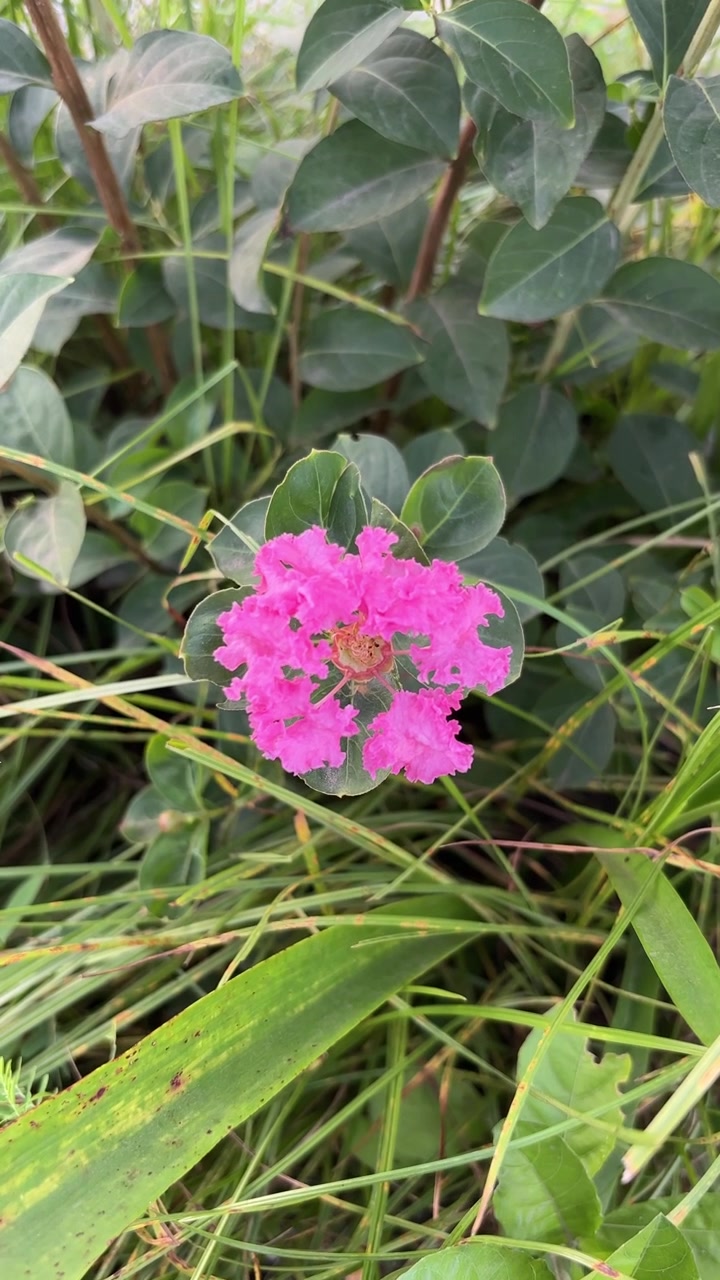 Fiore di Lagerstroemia rosa vivace che sboccia in un giardino