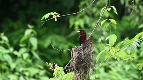 Visto-Encima-De-Su-Nido-Descansando-Y-Mirando-Alrededor-Mientras-Las-Mariposas-Vuelan,-Pico-Ancho-Negro-Y-Rojo,-Cymbirhynchus-Macrorhynchos,-Parque-Nacional-Kaeng-Krachan,-Tailandia