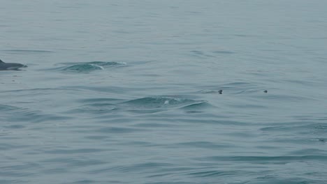 Dolphin swimming in slow motion near Los Organos, Piura, Peru, natural beauty