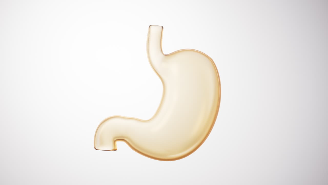 Loop animation of transparent golden stomach organ, 3d rendering.