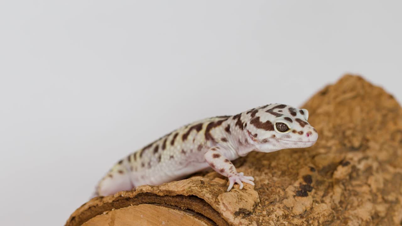 Un geco leopardo con macchie nere è immobile su un pezzo di corteccia di legno