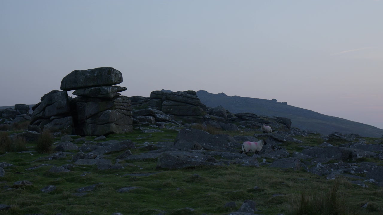 Devon, İngiltere Dağlarında Otlayan Dartmoor Yerli Koyun Irkı. Sabit Çekim