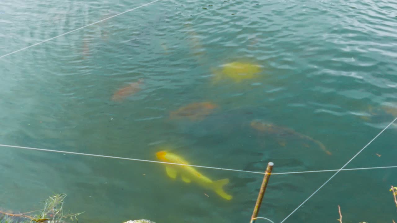 그레이트 야머스의 화려한 잉어 잉어