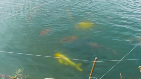 colorido, carpa, koi, en, great yarmouth