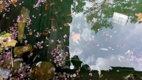 top down shot over a lot of koi fish swimming gracefully in a pond with dry leaves and pink flowers floating on water