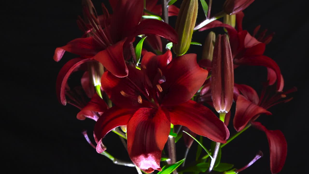 Primo piano in movimento lento che scivola su fiori di giglio rosso su sfondo nero. La retroilluminazione illumina i petali, i fiori aperti, gli stami coperti di polline e i boccioli chiusi. Dettaglio di colore vibrante e ombra.