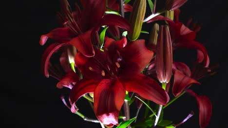 slow moving close up glides over red lily flowers against black background. backlighting illuminates the petals, open blooms and pollen covered stamens and closed buds. detail vibrant color and shadow