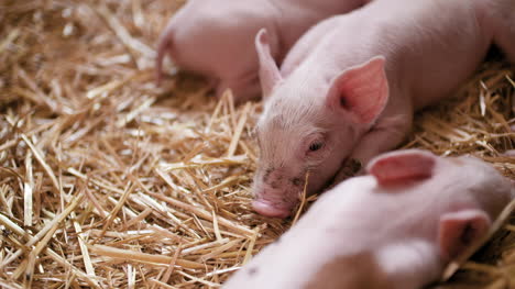 pigs on livestock farm pigs farm livestock farm modern agricultural pigs farm 6