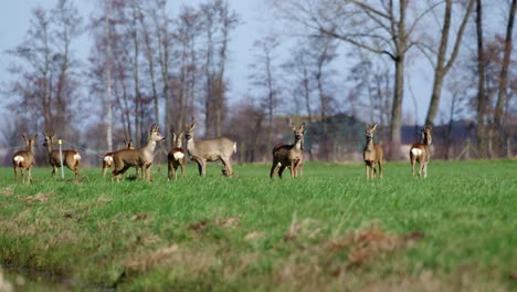 roe deer in a field