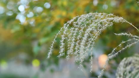 close-up of grass swaying gently in the wind