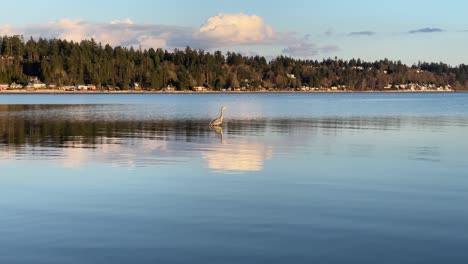 Slow-motion-of-wild-bird-swimming-on-clear-lake-with-mountains-landscape-reflection