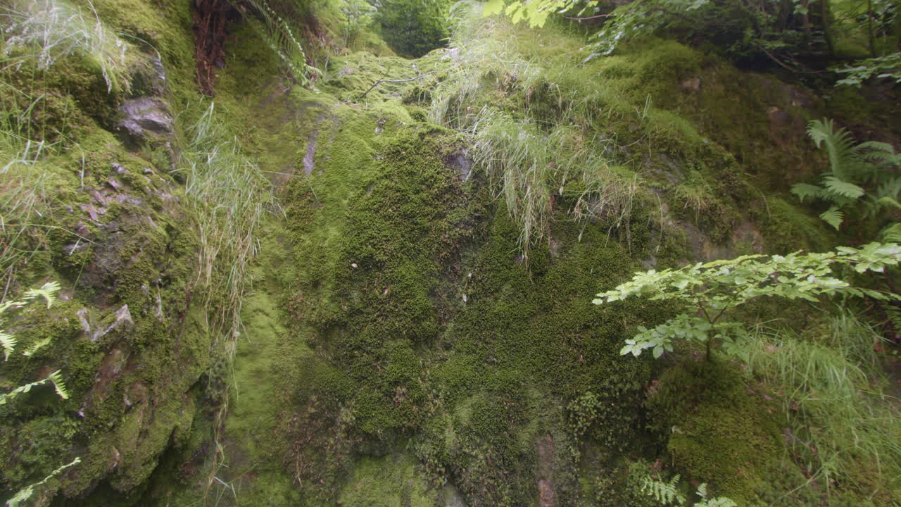 Moss Covered Rocks in a Lush Forest