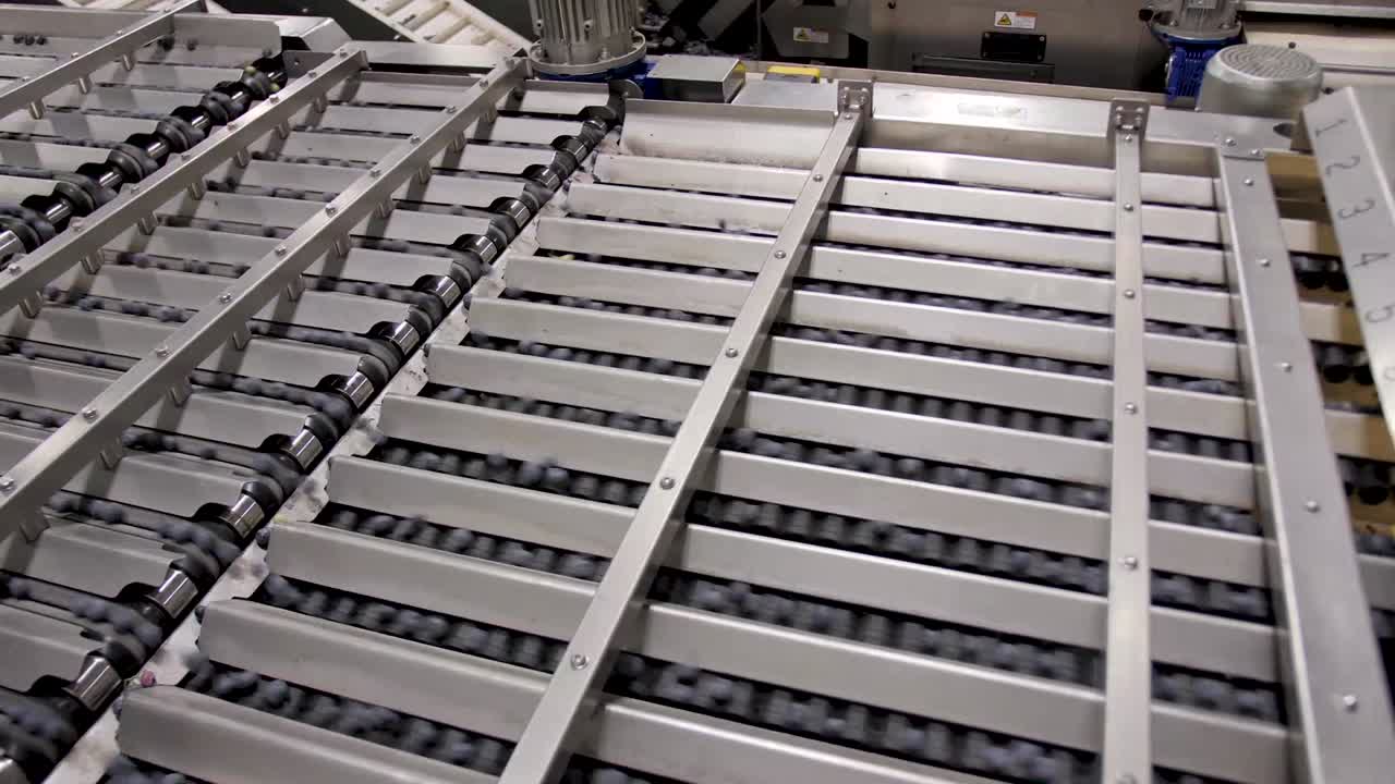 블루베리 가공 및 포장 공장