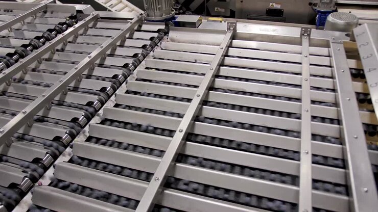 A Blueberry Processing and packaging Plant