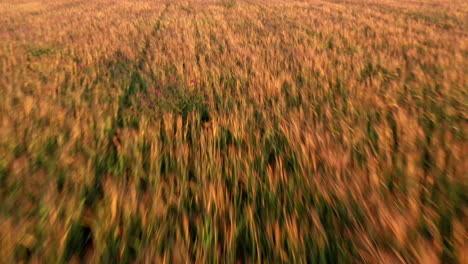 Moviéndose-Rápido-Sobre-Un-Campo-De-Trigo-Hacia-Un-Bosque