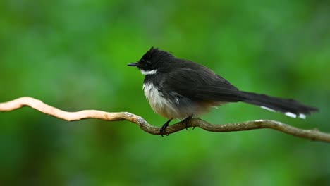 malaysian pied fantail, rhipidura javanica, perched on a vine moving rapidly as it is preening and took off to bathe into a birdbath before dark in the forest