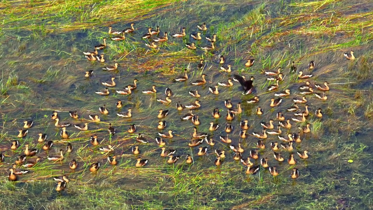 Imágenes aéreas de una gran bandada de Suiriríes errantes (Dendrocygna arcuata) buscando alimento en las praderas abiertas de Timor.