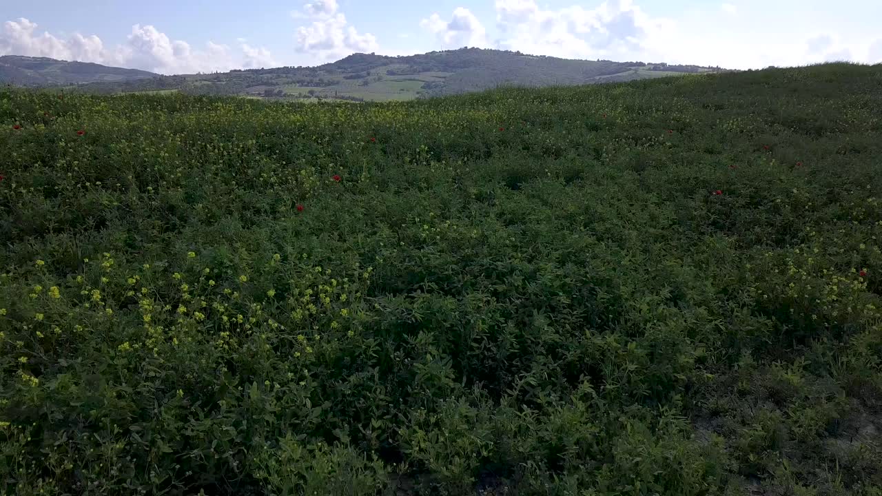 imágenes aéreas de campos agrícolas en la toscana con algunas amapolas y flores amarillas