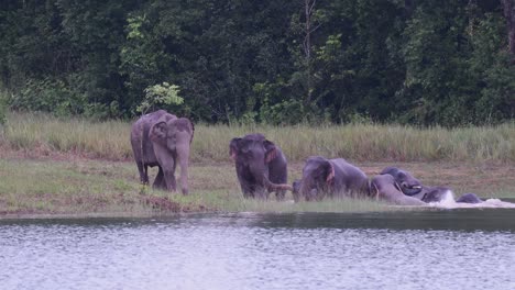 los elefantes asiáticos están en peligro y esta manada se divierte jugando y bañándose en un lago en el parque nacional khao yai