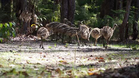 Emu-chicks-foraging.-Low-point-of-view