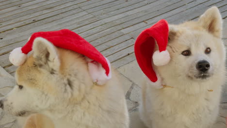 Par-De-Perros-Akita-Inu,-Expresiones-Divertidas-Mientras-Solicitan-Encantadoramente-Regalos-De-Navidad,-Creando-Una-Escena-Encantadora-Y-Entretenida