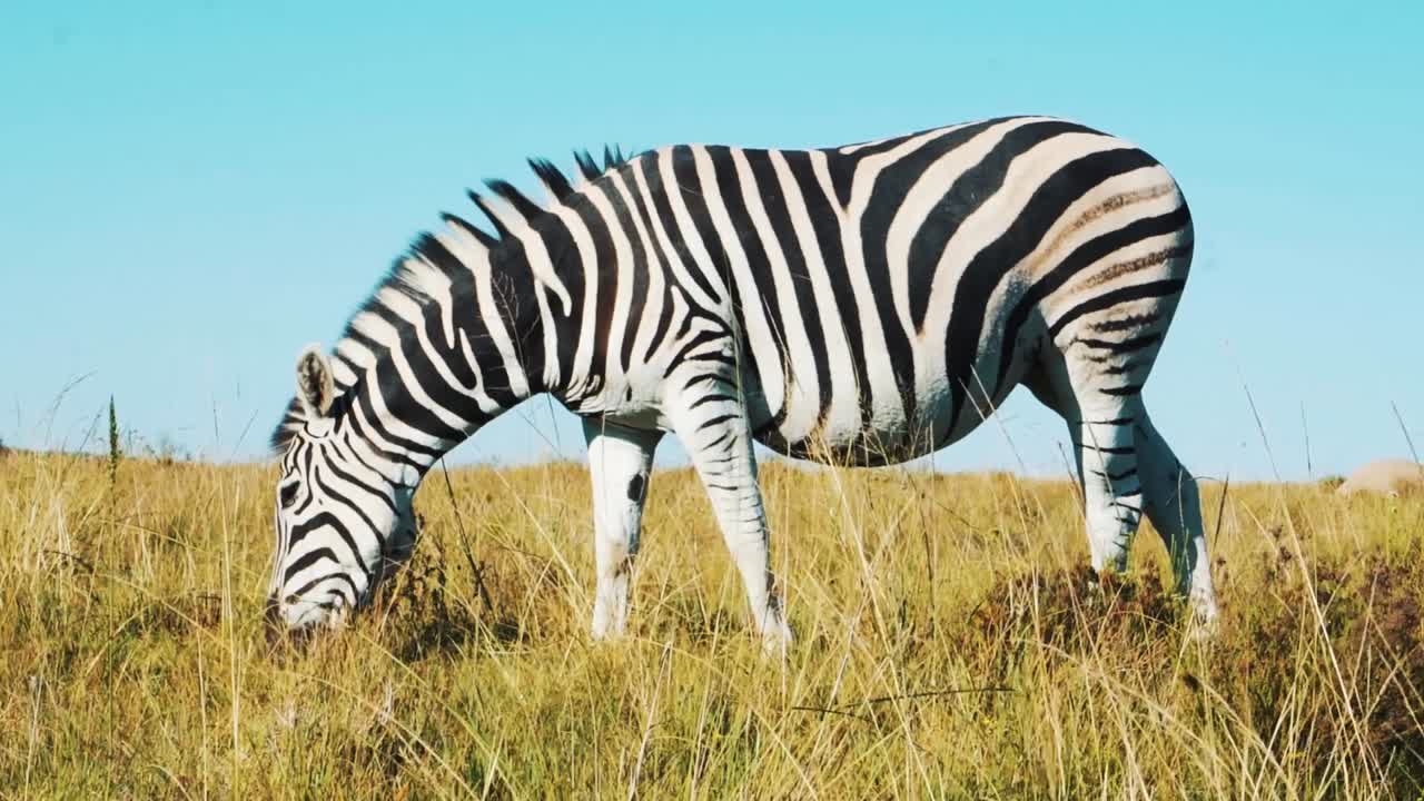 una cebra de llanura come follaje a media mañana en sudáfrica en una reserva de caza