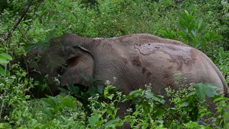 Los-Elefantes-Asiáticos-Son-Especies-En-Peligro-De-Extinción-Y-También-Son-Residentes-De-Tailandia