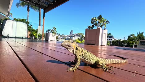 lizard moves across a sunlit wooden deck