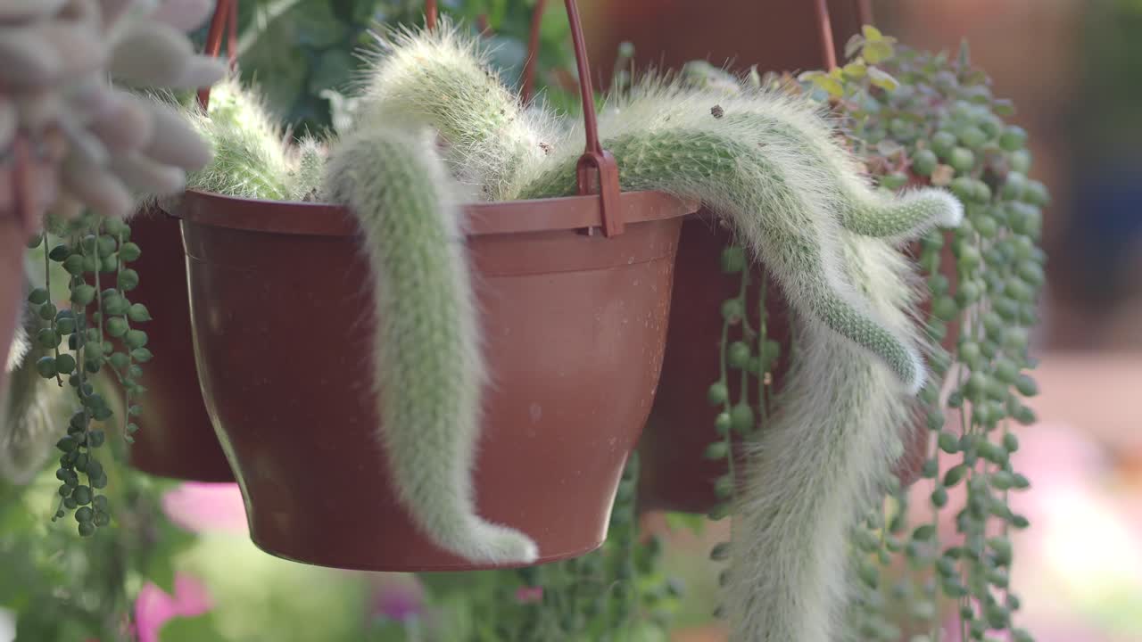 Hanging Succulents and Cactus Plants