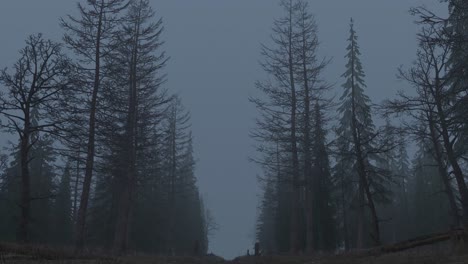 looped animation of flying through night forest