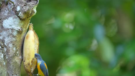 a male orange bellied flowerpecker bird is eating a banana against a background of green leaves