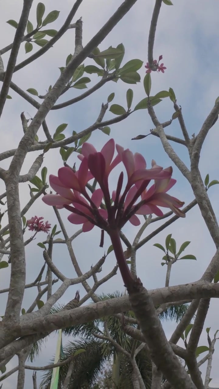 Fiori di Plumeria rosa che sbocciano sui rami degli alberi contro il cielo