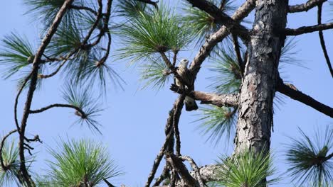 Der-Junge-Mississippi-Drachenvogel-Reinigt-Seinen-Schnabel-Auf-Einem-Kiefernzweig